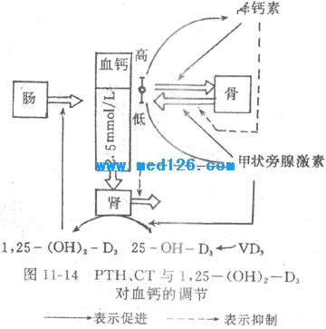 现将pth,1,25-(oh)2-d3和降钙素对血钙的调节作用及其相互关系