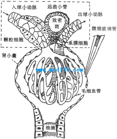 图8-2 肾小球,肾小囊穿刺和近球小体示意图方框示近球小体