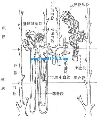 肾的功能解剖和肾血流量(尿的生成,排出,肾单位,肾血液循环)