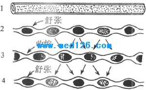 图6-22 小肠的分节运动模式图