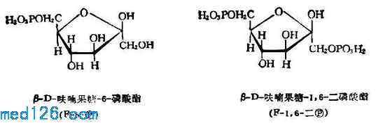 单糖(戊糖,己糖,结构)