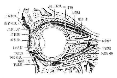 覆盖于眼睑后面和眼球的前面.