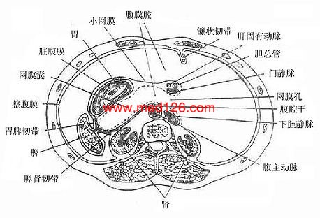 腹膜和腹膜腔治疗诊断方法,人体解剖学课件视频下载,精品课程