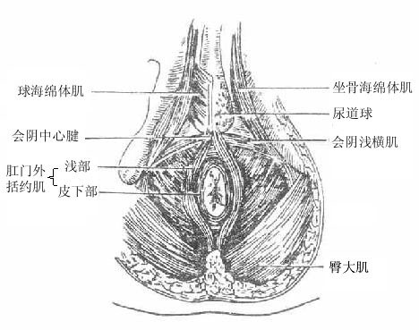 肛门结构高清图