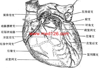 coronary artery起于主动脉右窦,在右心耳和肺动脉根部之间入冠状沟