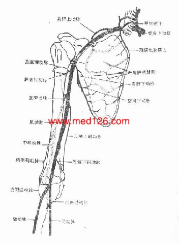 肩胛动脉网在冈上窝,冈下窝和肩胛下窝,来自锁骨下动脉甲状颈干的肩胛