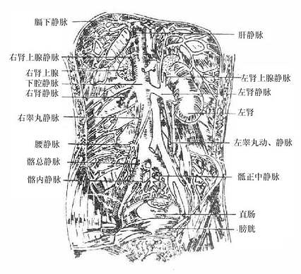 基础学科 人体解剖学 正文:腹膜后腔及器官(三)睾丸或卵巢静脉