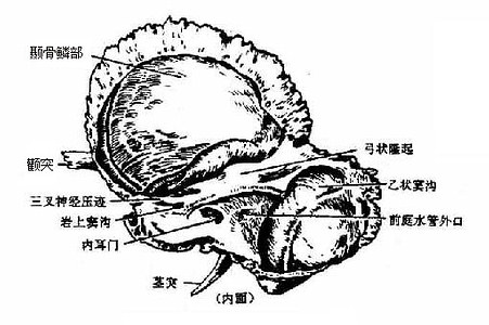 图3-50 颞骨