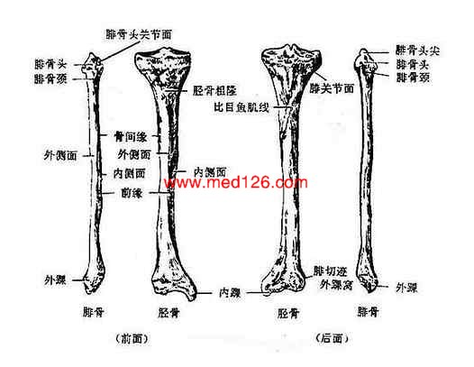 人体解剖学 > 正文:下肢骨及其连接   (三)小腿骨     包括胫骨和腓骨