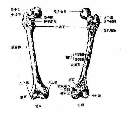 图3-29 股骨