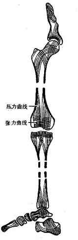 图2-2 骨小梁模式图