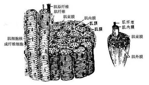 平滑肌纤维呈梭形,无横纹,细胞核位于肌纤维中央.