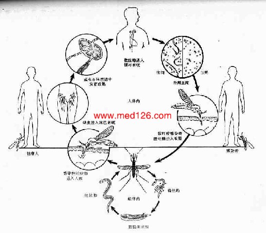 丝虫治疗诊断方法,人体寄生虫学课件视频下载,精品课程