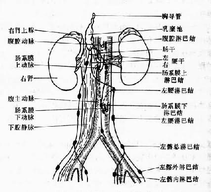 图16-21 腹部,盆腔内主要淋巴结与淋巴管示意图