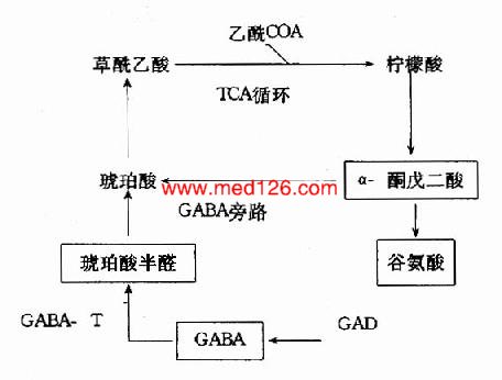 氨基酸的一般代谢 神经元胞体和突触的线粒体内含有大量的gaba转氨酶