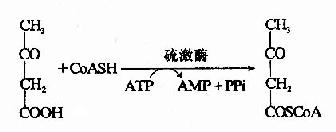 脂肪酸代谢