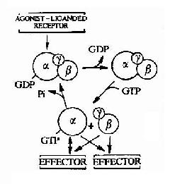 生化gdp_深化合作 互利共赢 GDP全球代表走进蒙牛交流学习(3)