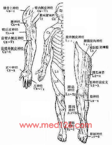图18 周围型(神经干型)及节段型感觉分布(腹面)