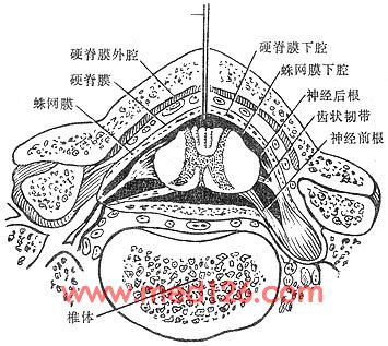 椎管内麻醉