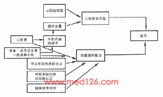 血压的调节机制