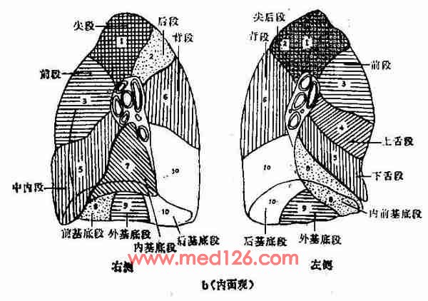 图3-6b 肺段侧位分布示意图(内,外面观)