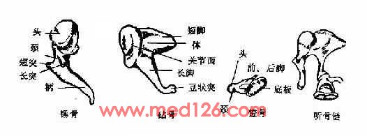 (1)听骨:听骨有三,即锤骨(malleus,钻骨(incus)和镫骨(stapes)构成