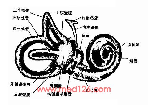 科学 正文:耳的解剖及生理 形与骨迷路相同,直径为骨半规管的1/4