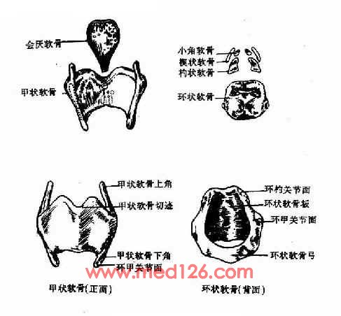 形状如同竖立的向后半开的书,两侧由左右对称的甲状软骨翼板在颈前正