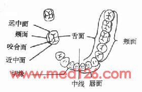 牙体及牙周解剖; 在口腔前庭各壁上,可见以下具有临床意义的表面解剖