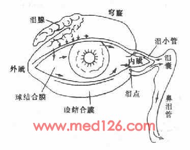 眼附属器的解剖和生理