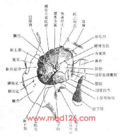 眼附属器的解剖和生理