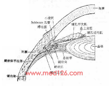 眼球