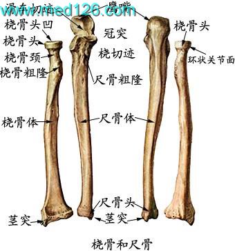肱骨主要结构