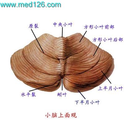 小脑(一)位置 小脑位于颅后窝内,延髓和脑桥的后方(二)外形