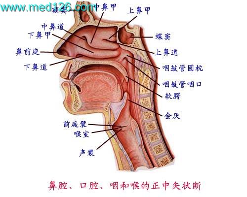 【咽,食道,胃】人体解剖学图谱