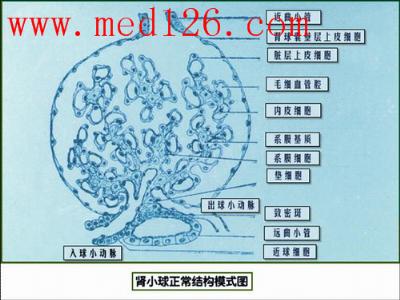 泌尿系统疾病:泌尿系疾病总论肾小球正常结构模式图