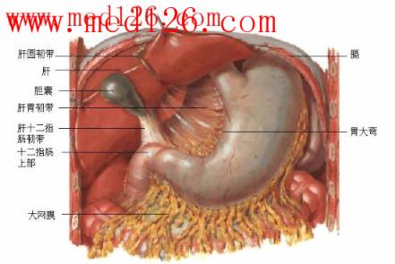 解剖学(专科)电子教材-第二篇 内脏学:腹膜