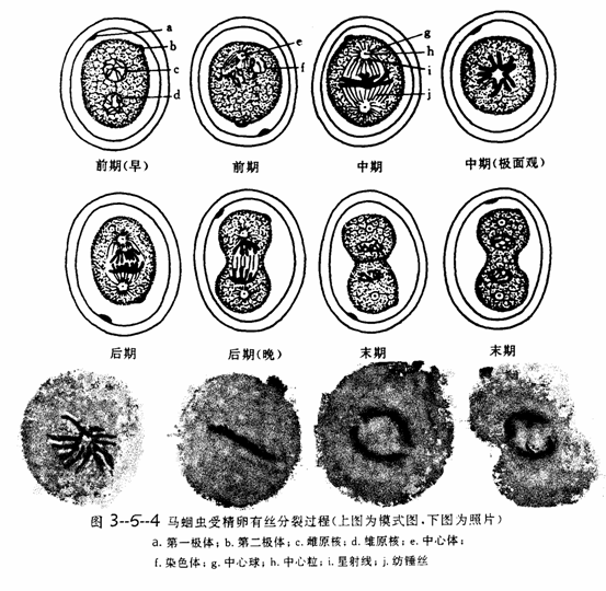 马蛔虫受精卵的有丝分裂基本上与植物细胞相似,但注意中心体的变化,星
