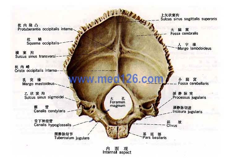 解剖学图谱 > 正文:颅骨彩色图谱  枕骨的内面:枕骨大孔向前上为斜坡