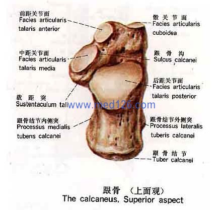 ②《常用中草药彩色图谱》