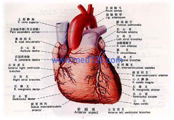 心脏图片14