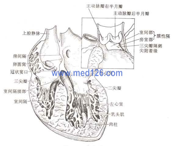 3,房间隔和室间隔 房间隔有卵圆窝,室间隔分肌部和膜部,膜部又