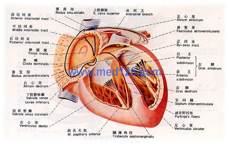 心脏图片14