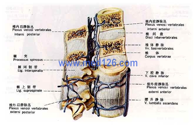 静脉解剖学彩色图谱/静脉解剖图谱图片