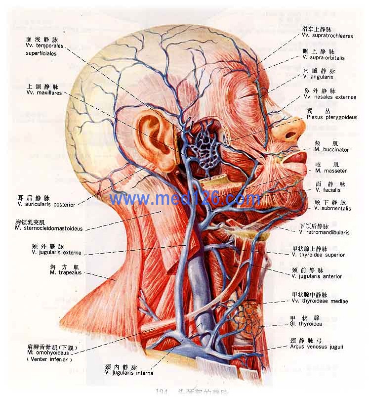 医学图谱 系统解剖学图谱 > 正文:静脉彩色图谱     颅外支:面静脉