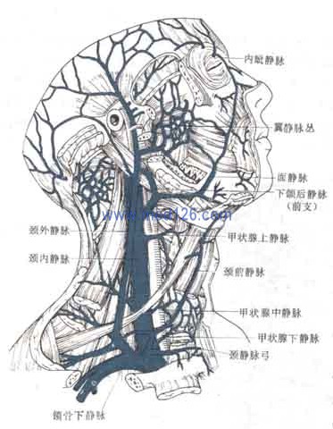 静脉解剖学彩色图谱/静脉解剖图谱图片