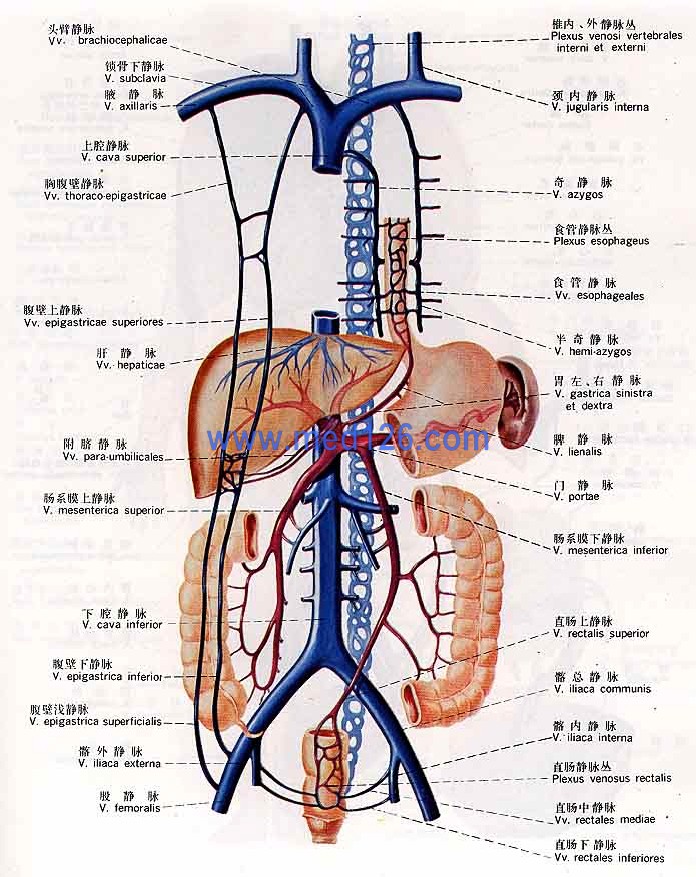 门静脉:为门静脉系的静脉主干,共有7条属支,分别是肠系膜上静脉,脾