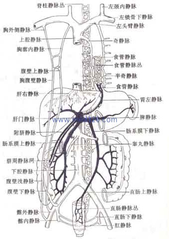 门静脉:为门静脉系的静脉主干,共有7条属支,分别是肠系膜上静脉,脾