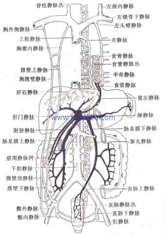 静脉