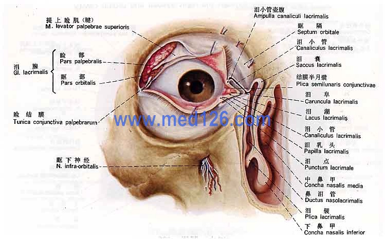 视器解剖学彩色图谱/视器解剖图谱图片